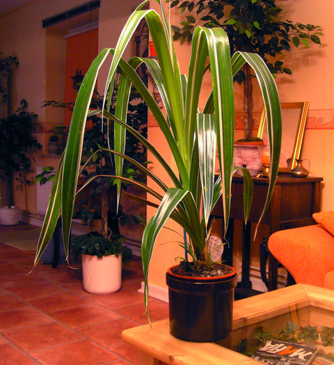 Pandanus veitchii