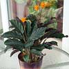 Calathea crocata