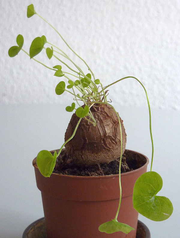 Dioscorea elephantipes