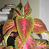 Coleus blumei