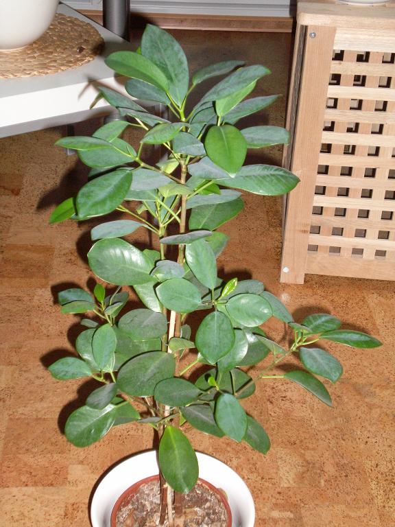 Ficus moclame