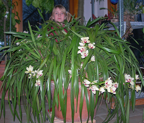 20 Jahre alte Cymbidium 20 Jahre alte Cymbidium