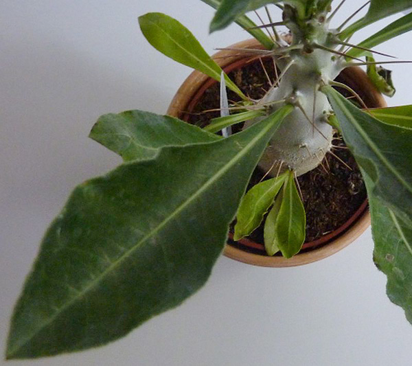 Pachypodium lealii subsp. saundersii