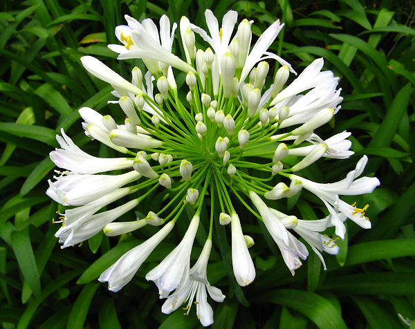 Agapanthus praecox mit weißer Blüte