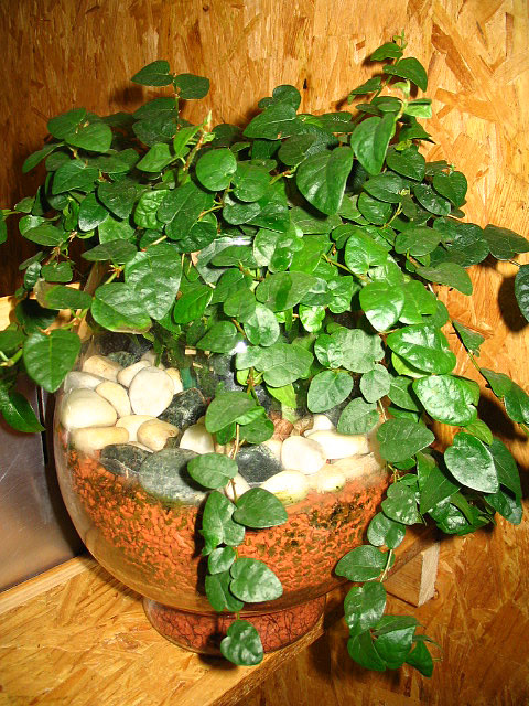 Ficus pumila