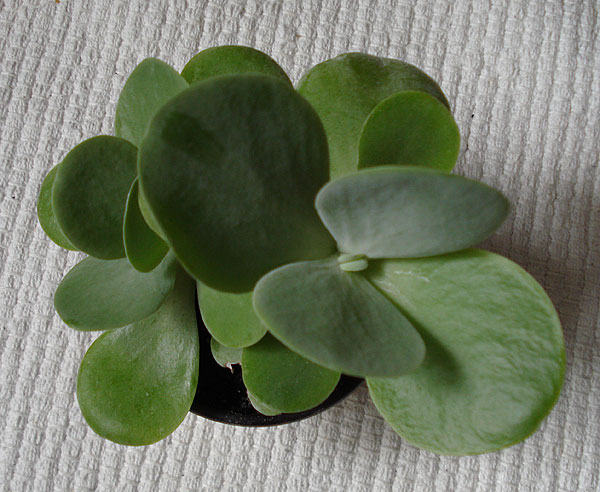 Kalanchoë thyrsiflora