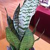 Sansevieria trifasciata