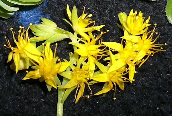 Aeonium arboreum Aeonium arboreum