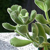 Cotyledon tomentosa