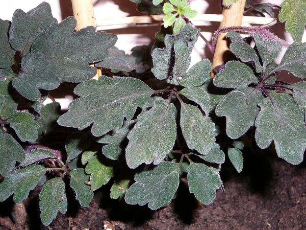 Mikania ternata Mikania ternata