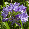 Agapanthus praecox