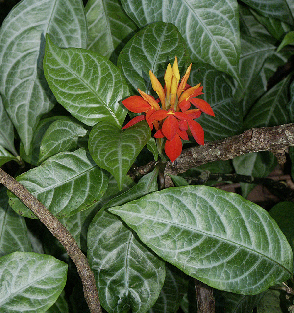 Aphelandra aurantiaca Aphelandra aurantiaca