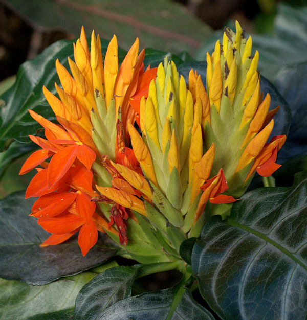 Aphelandra aurantiaca Aphelandra aurantiaca
