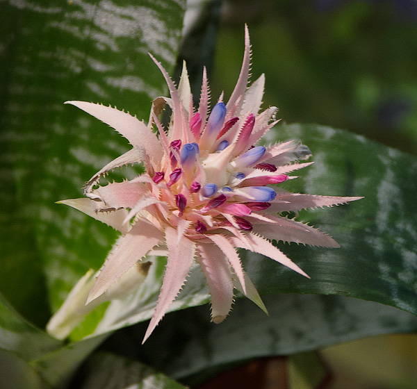 Aechmea fasciata Aechmea fasciata