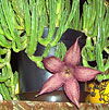 Stapelia grandiflora