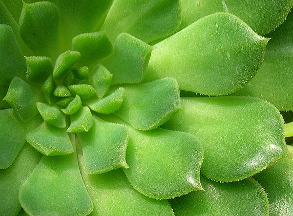 Echeveria setosa Echeveria setosa