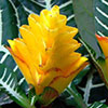 Aphelandra squarrosa