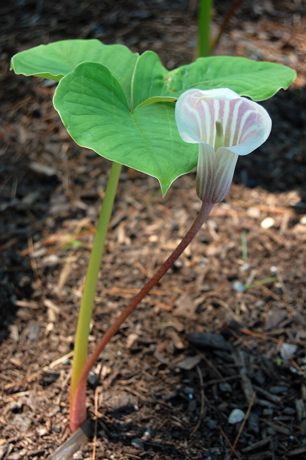 Arisaema candidissimum