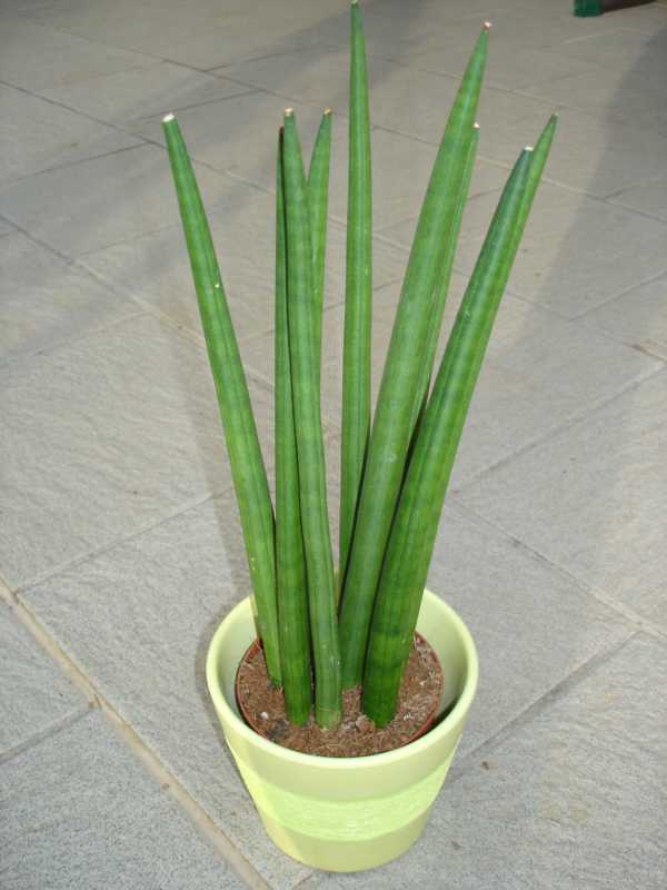 Sansevieria cylindrica Sansevieria cylindrica