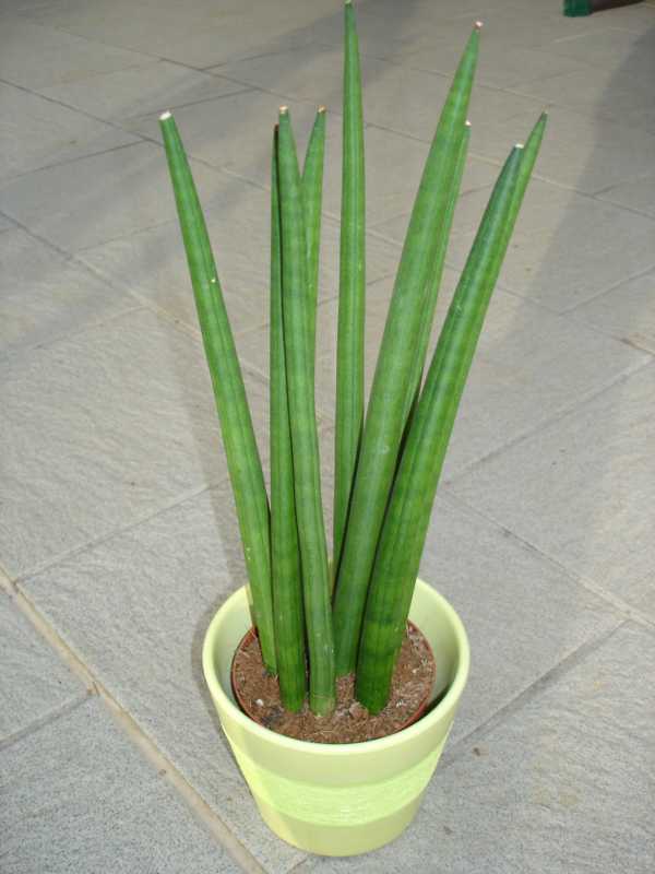 Sansevieria cylindrica