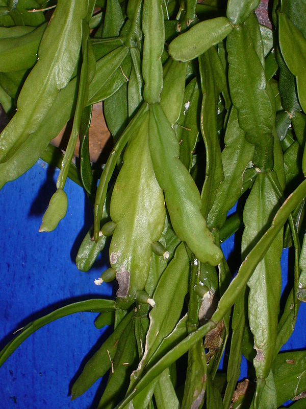 Acanthorhipsalis monacantha Acanthorhipsalis monacantha