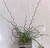 Juncus  effusus 'Spiralis'