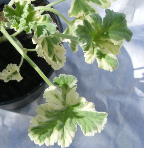 Pelargonium × fragans 'Variegata'