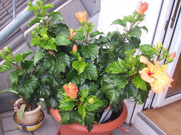 Hibiscus rosa-sinensis