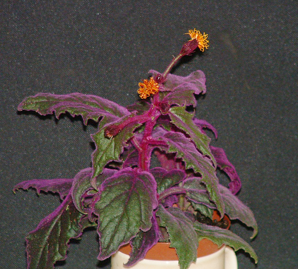 Blütenbild der Gynura scandens