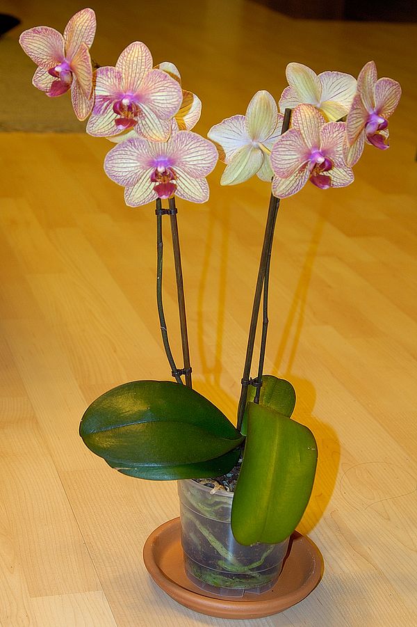 Phalaenopsis