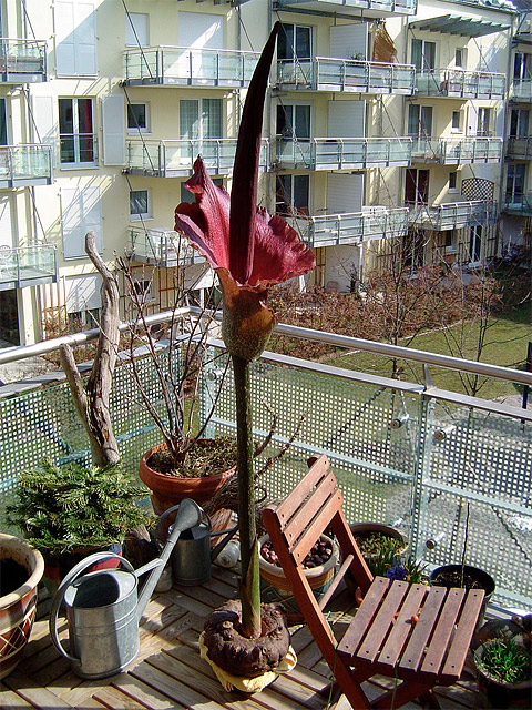 Amorphophallus konjac