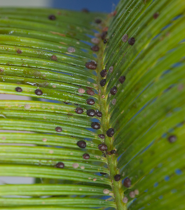 Schildläuse auf einer Cycas revoluta