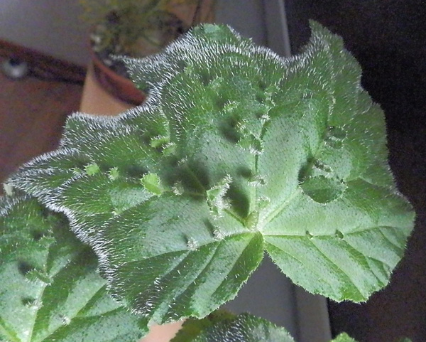 Begonia hispida var. cucullifera