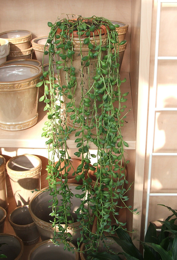 Senecio rowleyanus Senecio rowleyanus