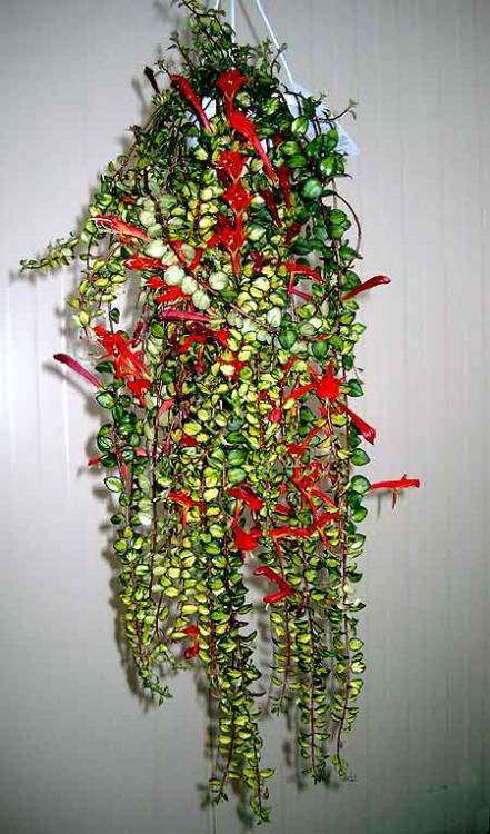 Columnea scandens L. 'Variegata' Columnea scandens L. 'Variegata'