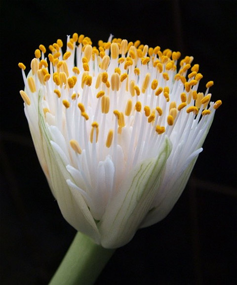 Haemanthus albiflos