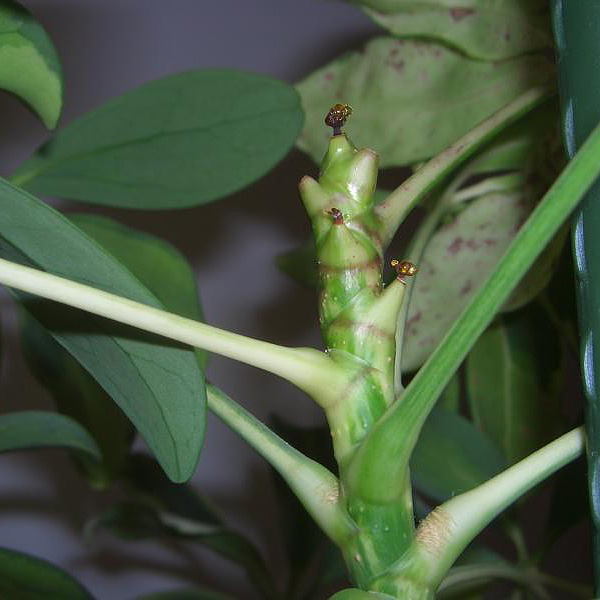 Von Weichhautmilben befallene Schefflera