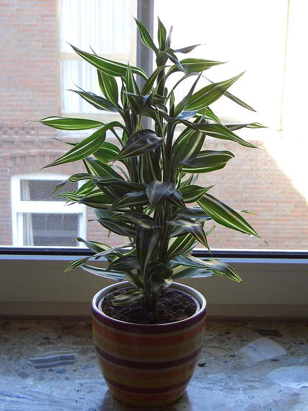 Dracena sanderiana 'variegata'