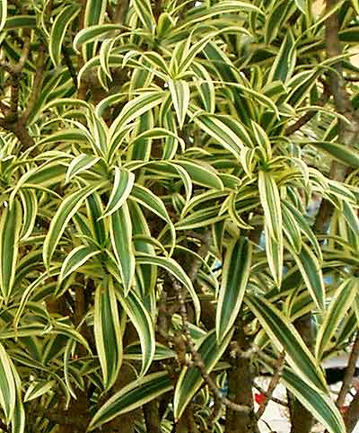 Dracaena reflexa 'Song of India'