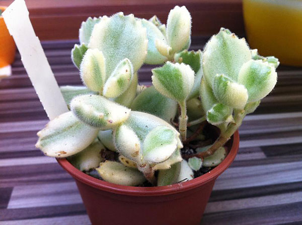 Cotyledon tomentosa variegata