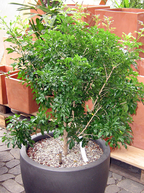 Aglaia pinnata Aglaia pinnata