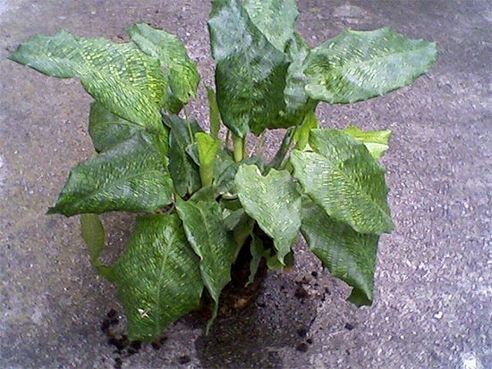 Calathea musaica