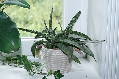 Gasteria verrucosa Gasteria verrucosa