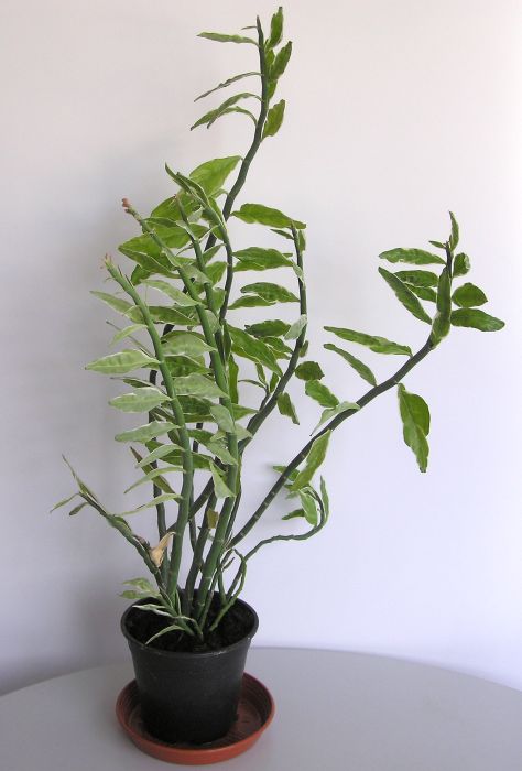 Pedilanthus tithymaloides Pedilanthus tithymaloides
