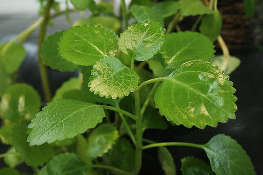 Plectranthus nummularius