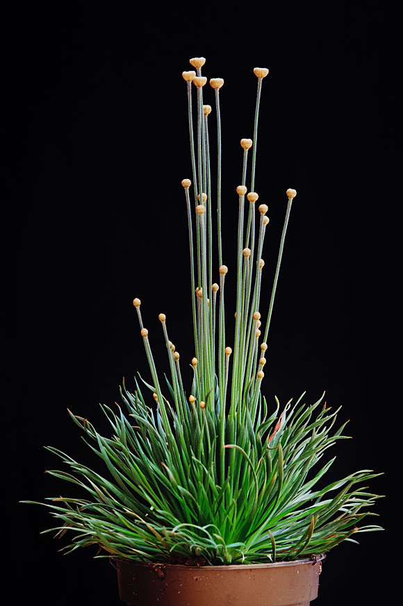 Syngonanthus chrysanthus 'Mikado'