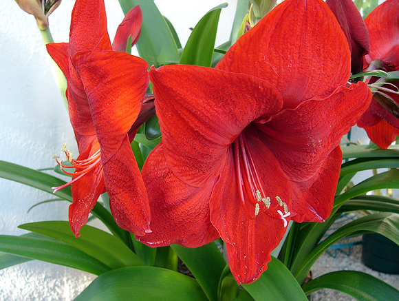 Amaryllis 'Red Lion'