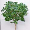 Ficus benjamina