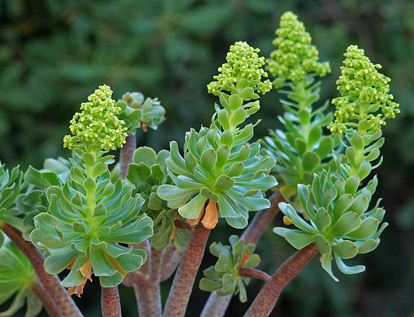 Aeonium arboreum Aeonium arboreum