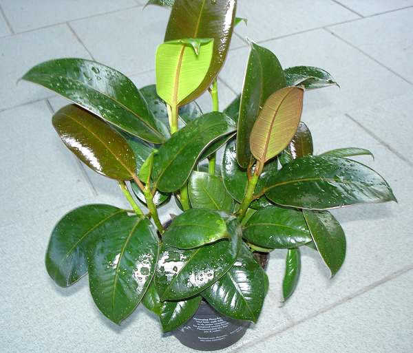 Ficus elastica 'Melany' Ficus elastica 'Melany'